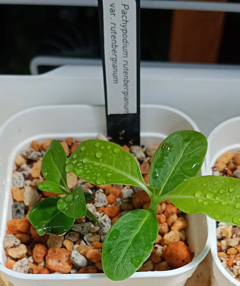 Pachypodium rutenbergianum var. rutenbergianum (パキポディウム ルテンベルギアナム)